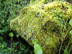 bryophtye - moss